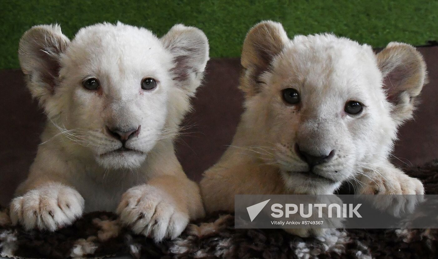 Russia White Lions