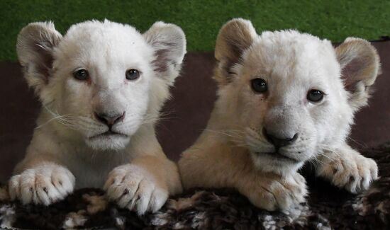 Russia White Lions
