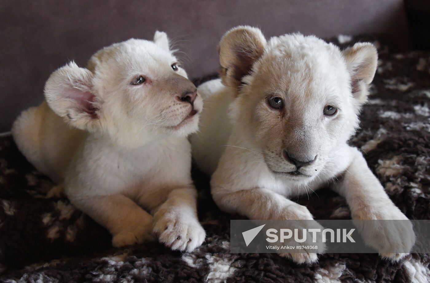 Russia White Lions
