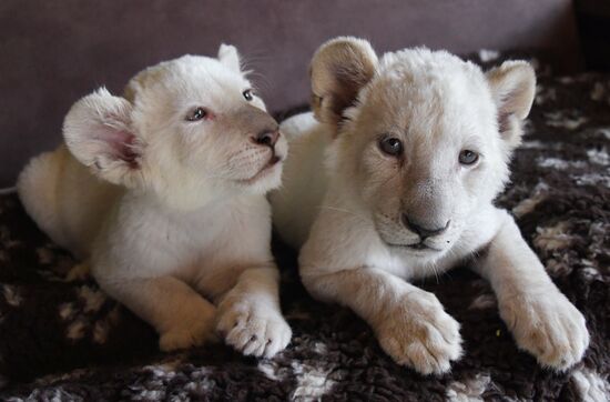 Russia White Lions