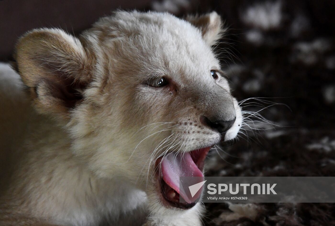 Russia White Lions