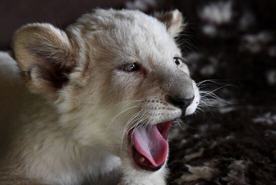Russia White Lions