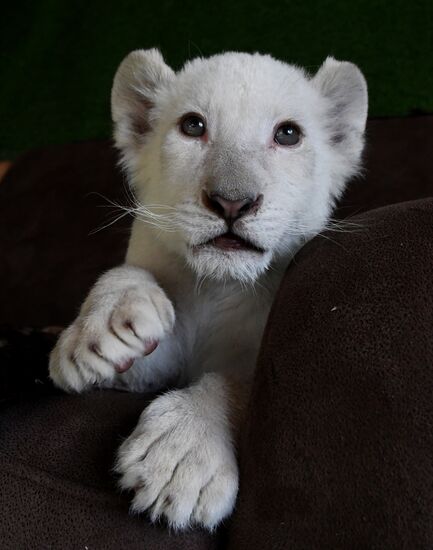 Russia White Lions