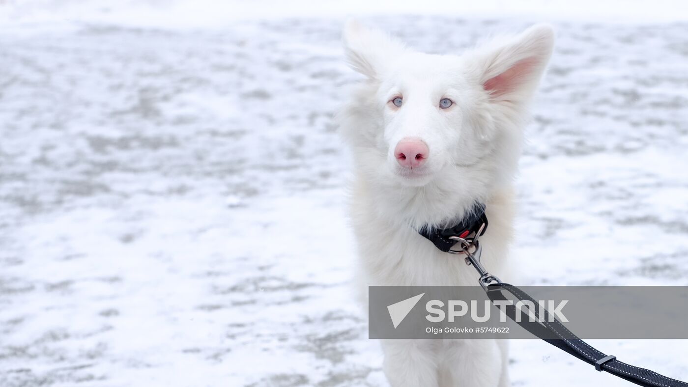 Russia Moscow Winter