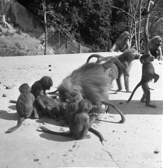 Sukhum Monkey Nursery