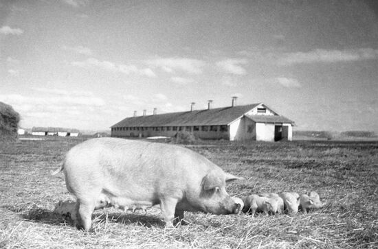 Pig farm