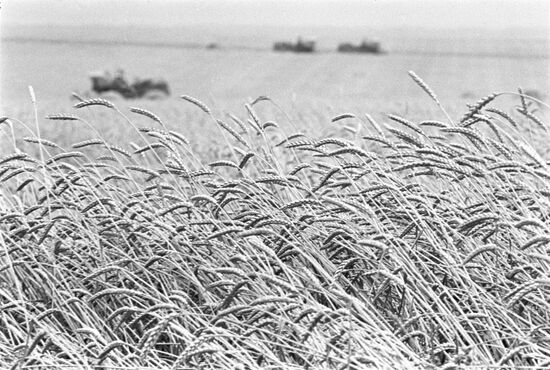 Harvesting at Kavkaz collective farm