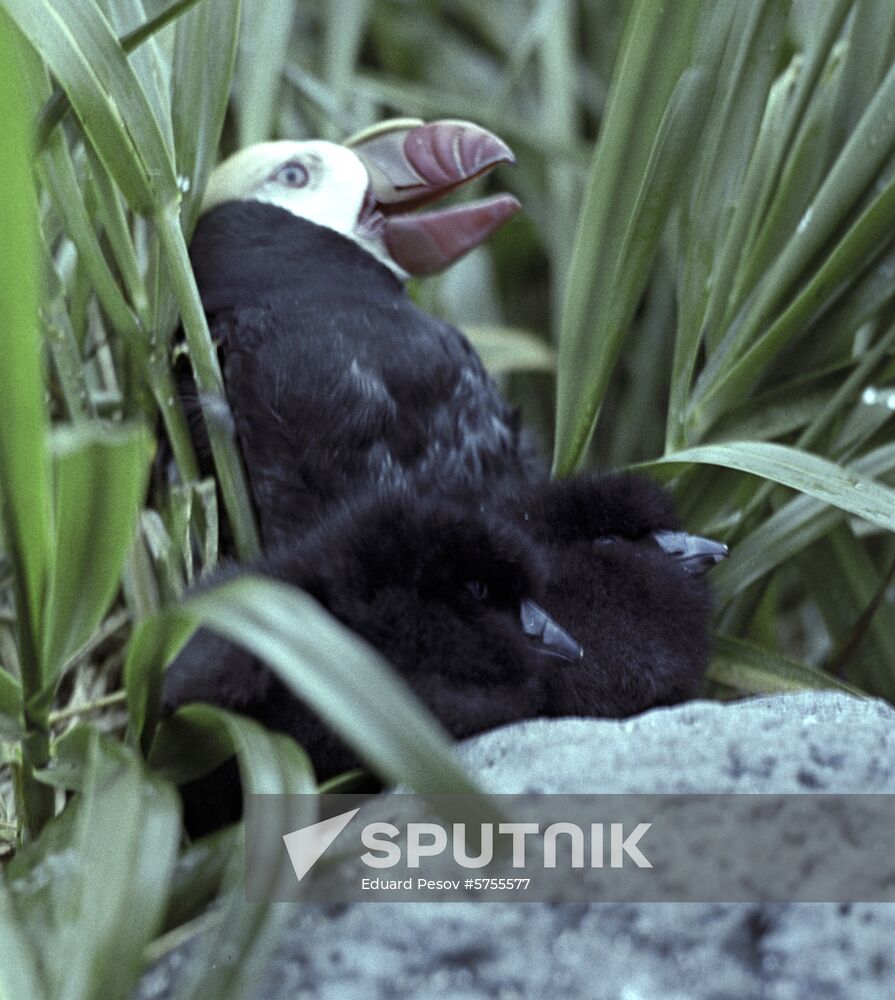 Tufted puffin in the nest with chicks