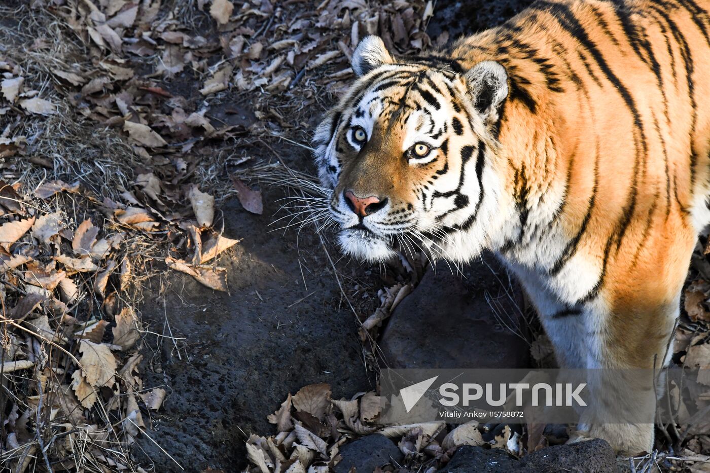 Russia Amur Tiger