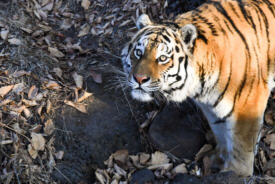 Russia Amur Tiger
