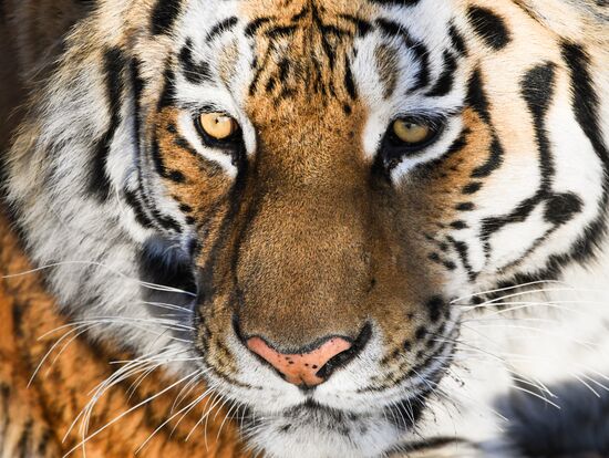 Russia Amur Tiger