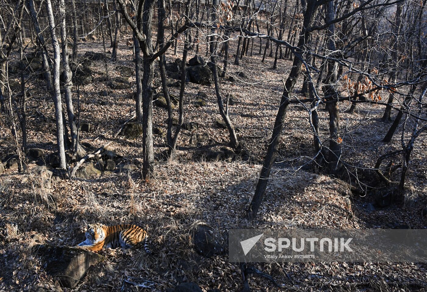 Russia Amur Tiger