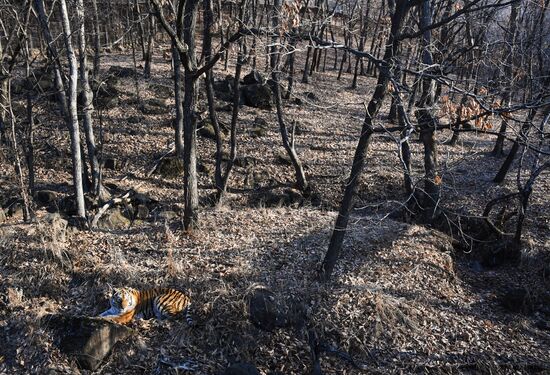 Russia Amur Tiger