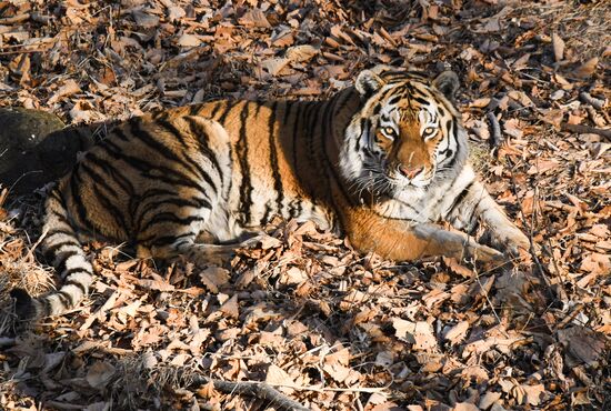 Russia Amur Tiger