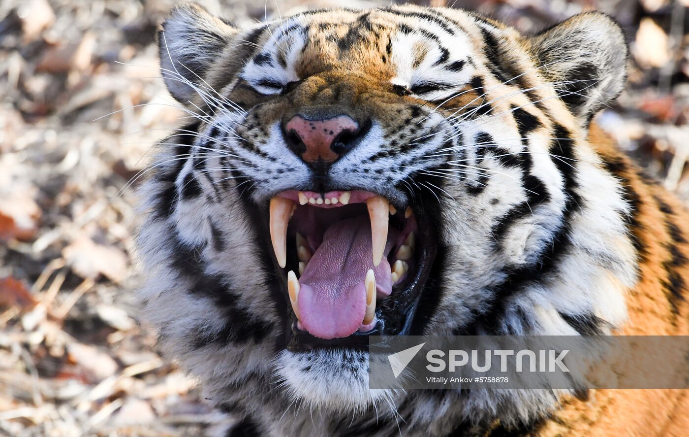 Russia Amur Tiger