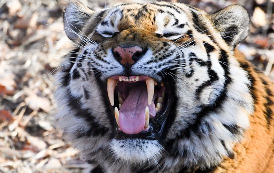 Russia Amur Tiger