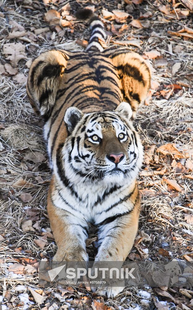Russia Amur Tiger