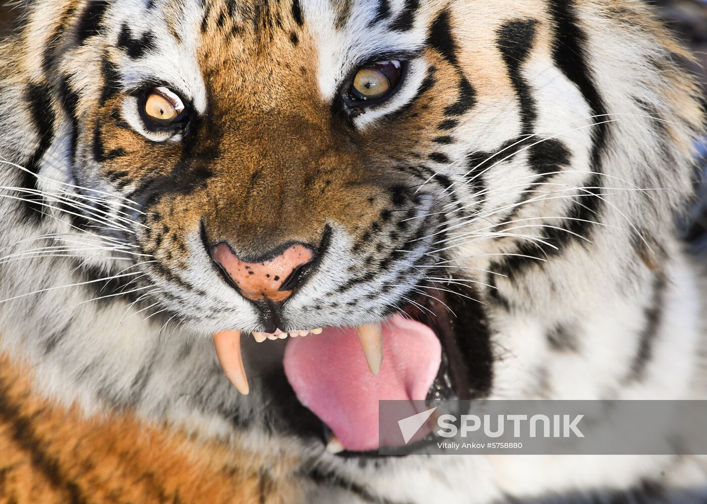 Russia Amur Tiger