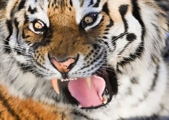 Russia Amur Tiger