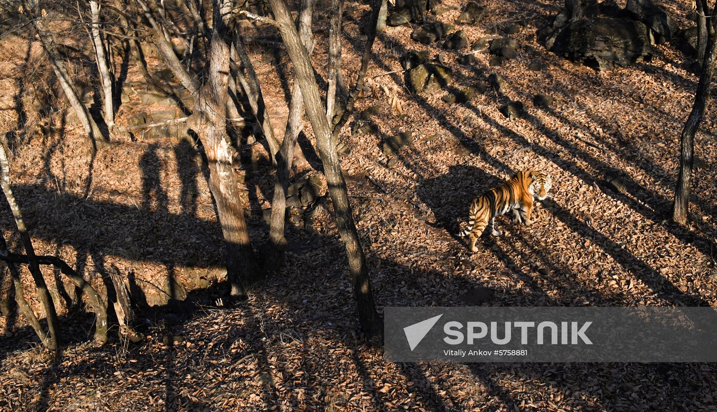 Russia Amur Tiger