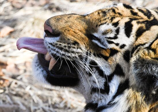 Russia Amur Tiger