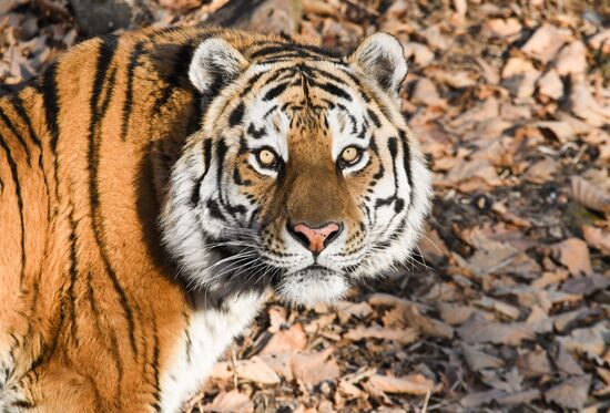 Russia Amur Tiger
