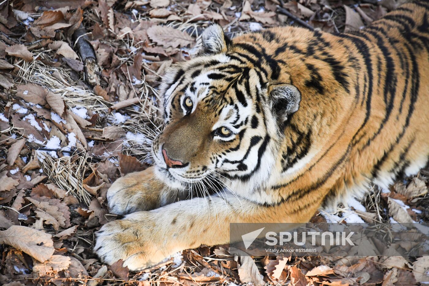 Russia Amur Tiger