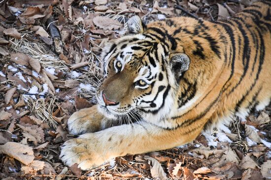 Russia Amur Tiger