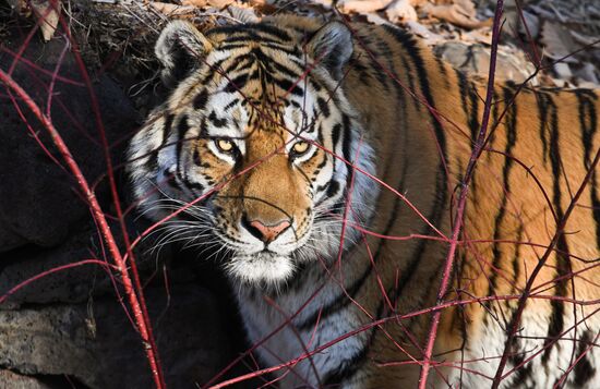 Russia Amur Tiger