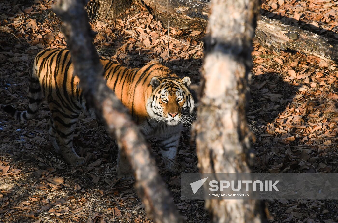 Russia Amur Tiger