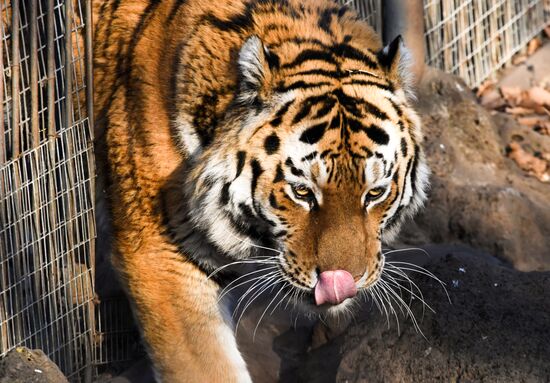 Russia Amur Tiger