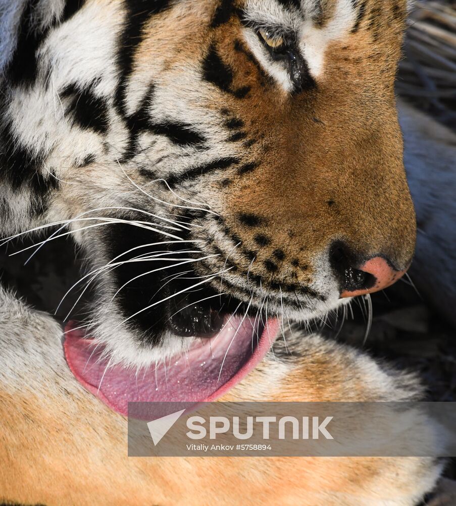 Russia Amur Tiger