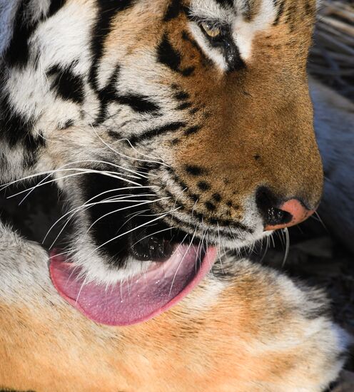 Russia Amur Tiger