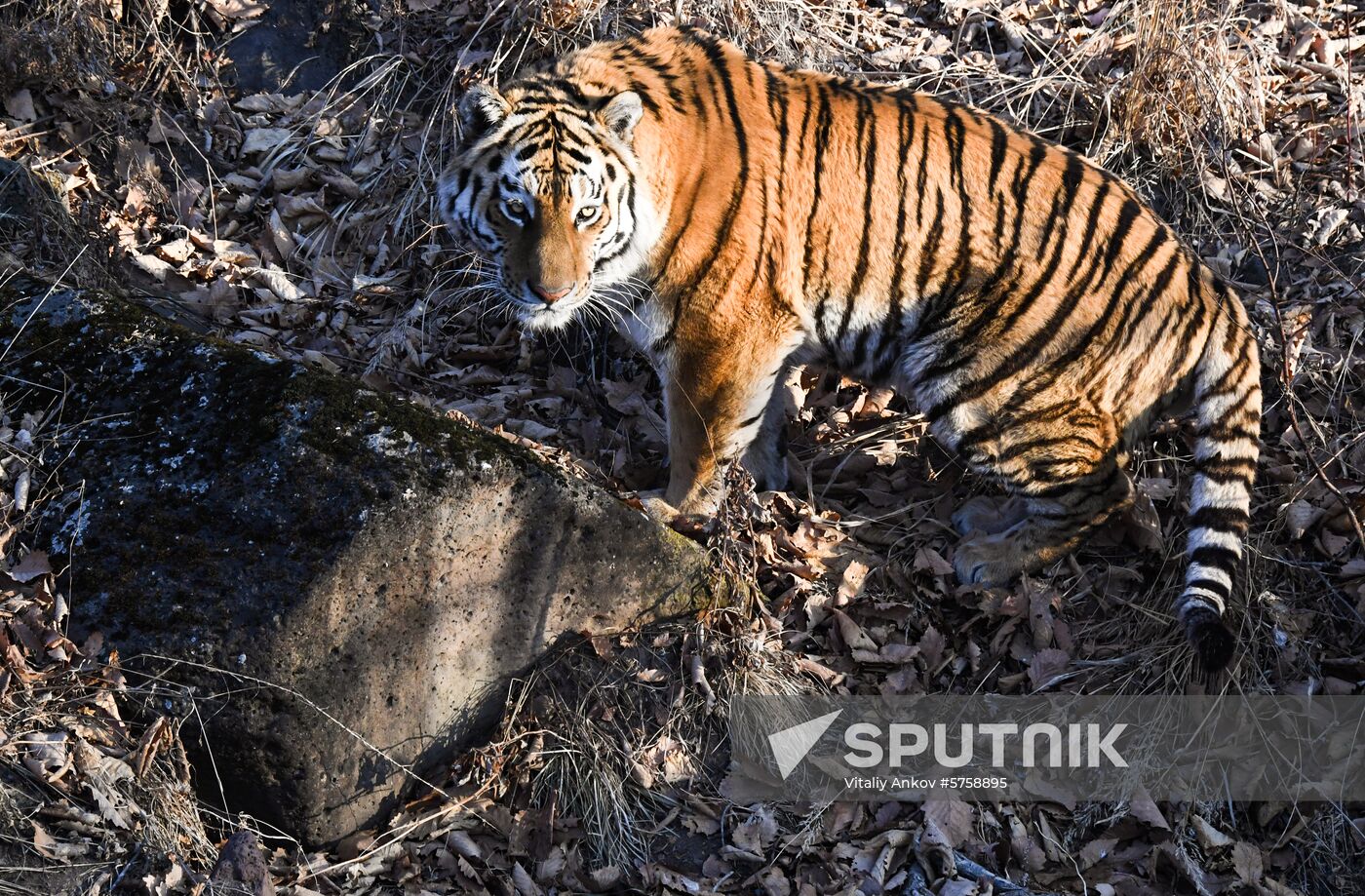 Russia Amur Tiger