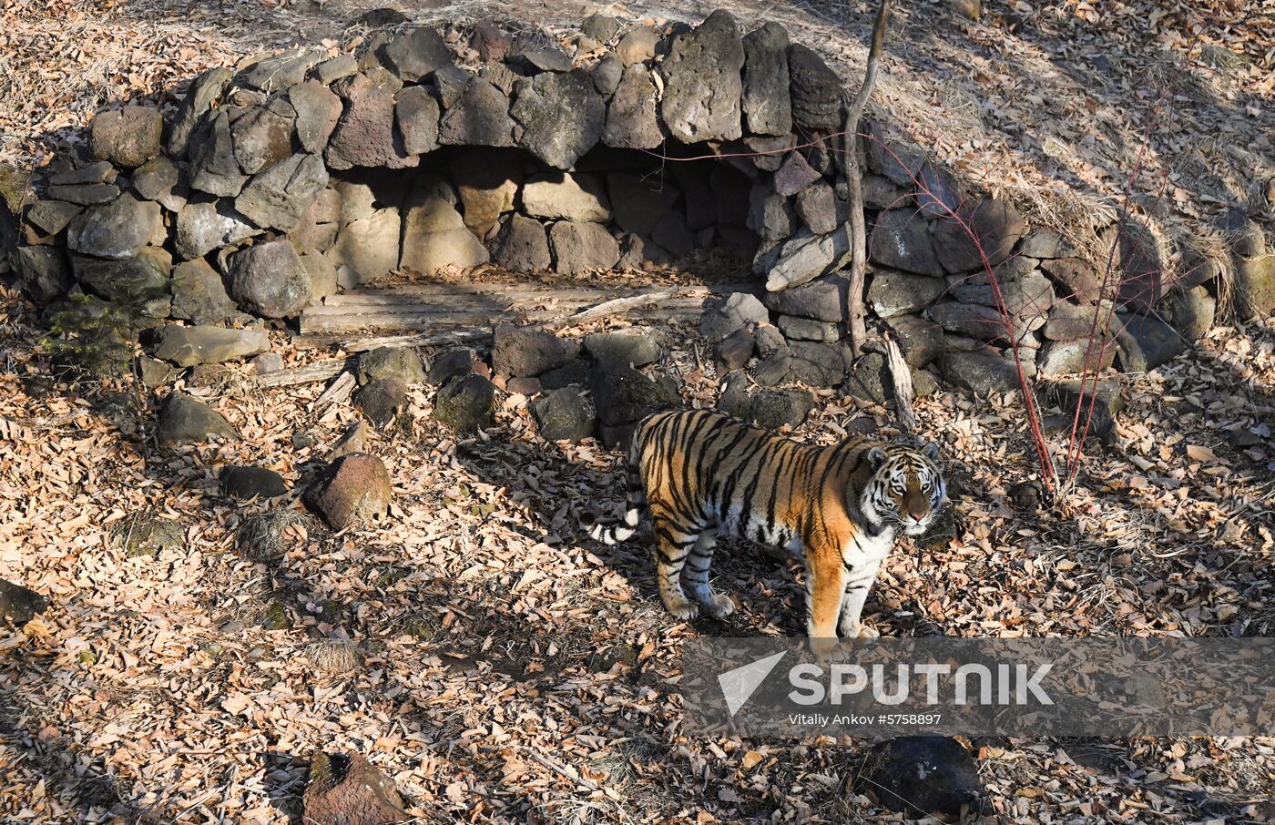 Russia Amur Tiger