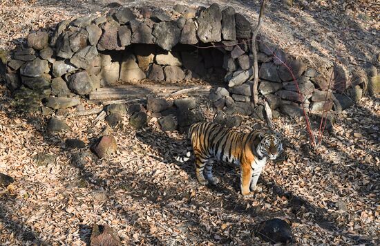 Russia Amur Tiger
