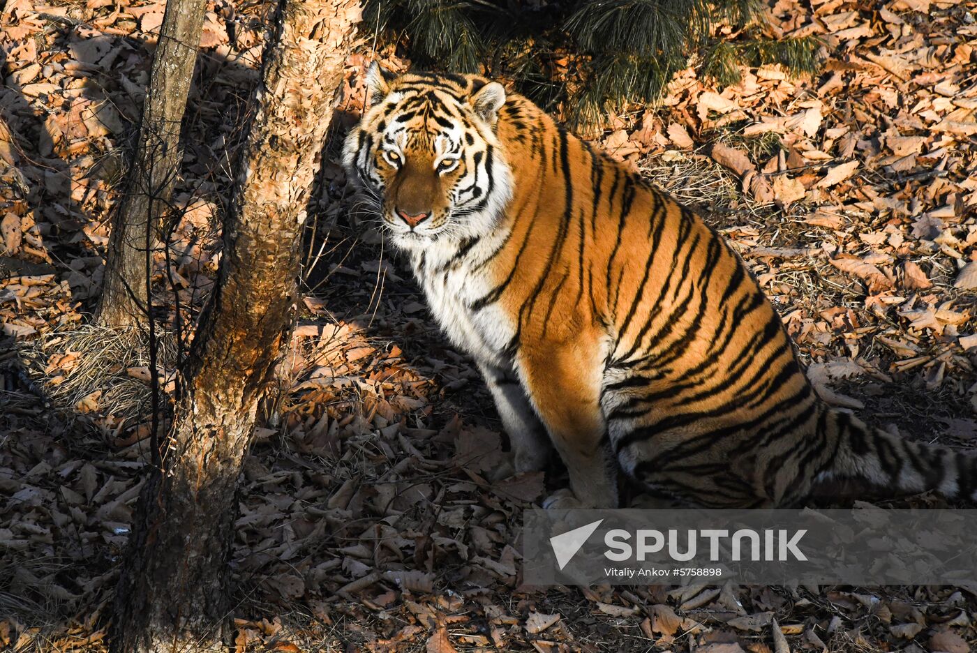 Russia Amur Tiger