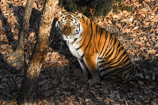 Russia Amur Tiger