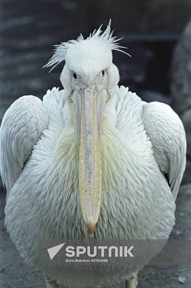 Pelican from the Moscow Zoo