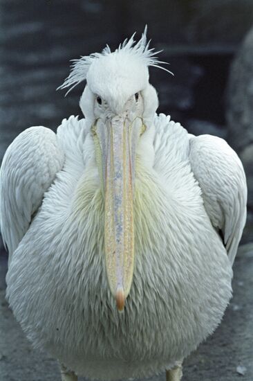 Pelican from the Moscow Zoo
