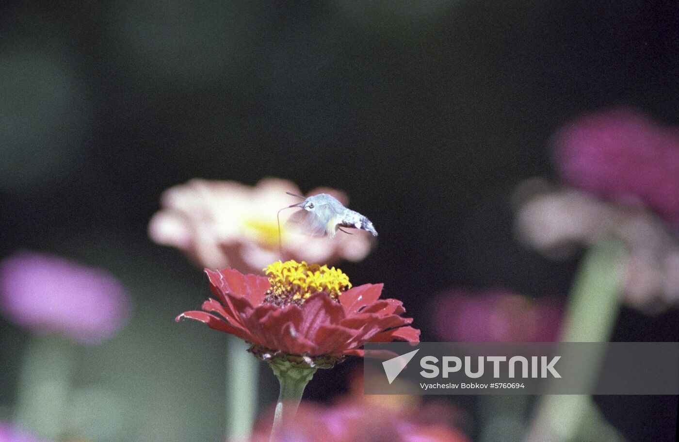 Crimean zinnia