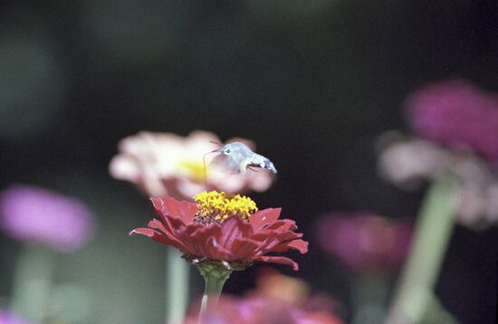 Crimean zinnia