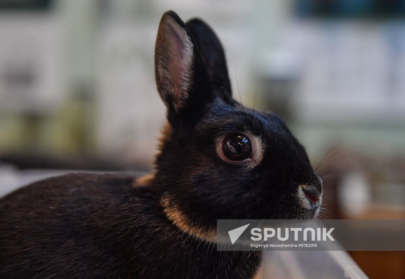 Russia Rabbits Exhibition