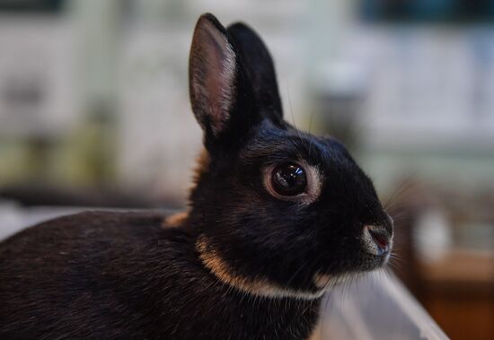 Russia Rabbits Exhibition