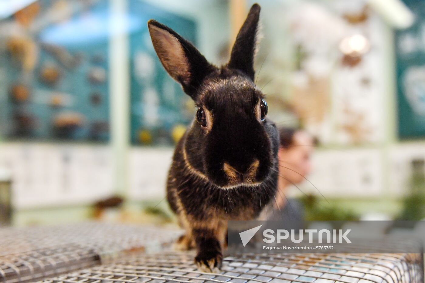 Russia Rabbits Exhibition