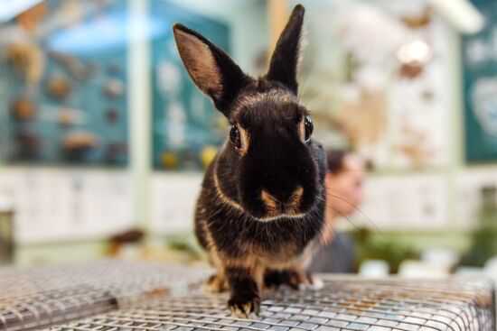 Russia Rabbits Exhibition