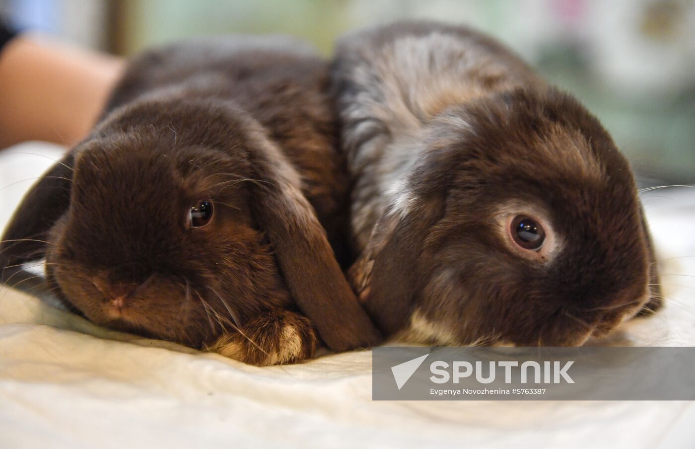 Russia Rabbits Exhibition