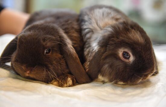 Russia Rabbits Exhibition