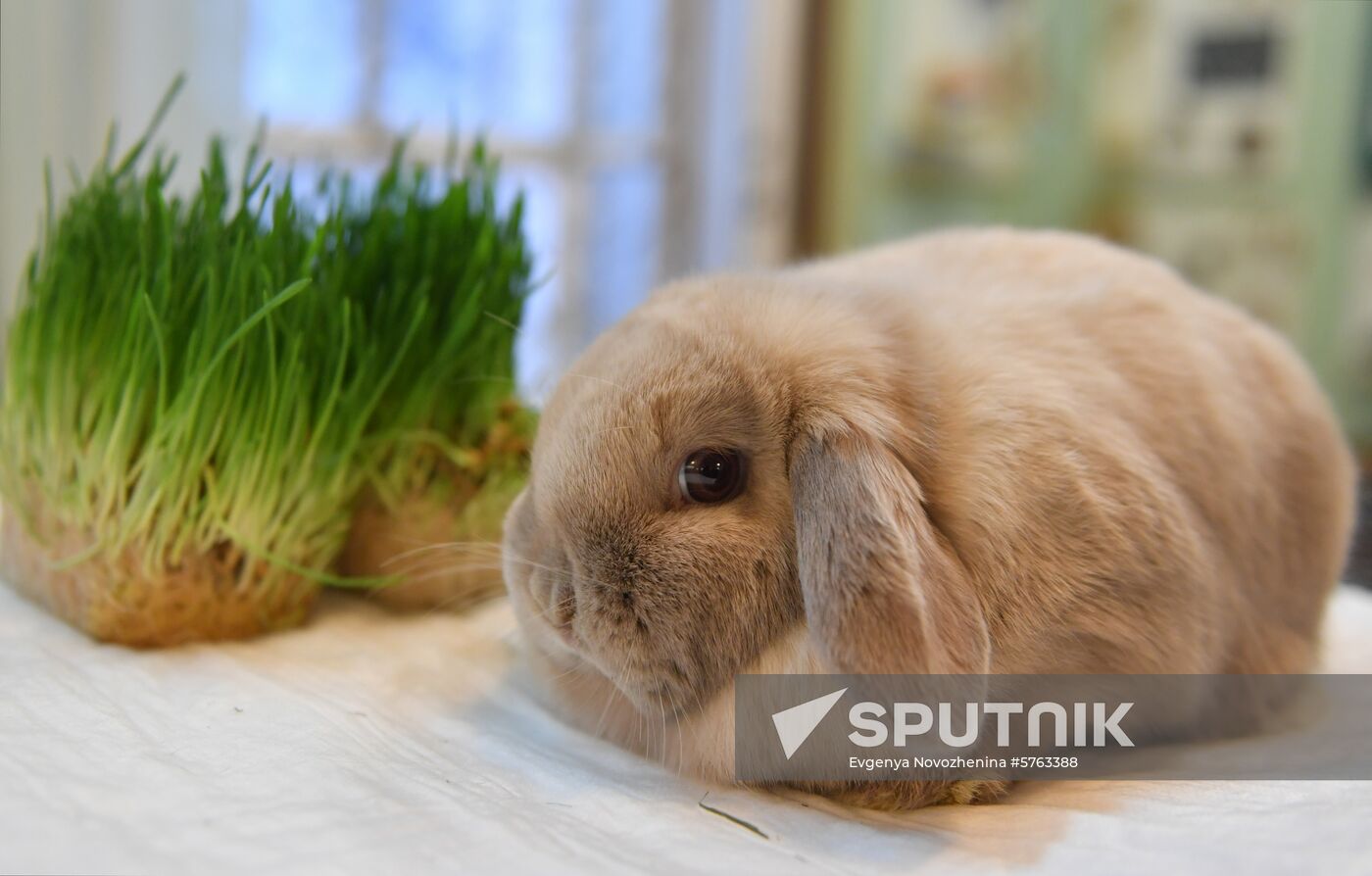 Russia Rabbits Exhibition
