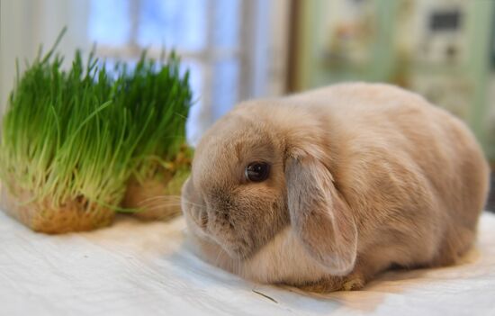 Russia Rabbits Exhibition